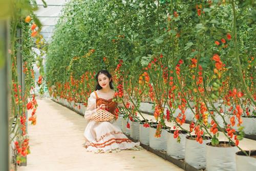 Tour Nha Trang - Đà Lạt: Vinpearl - Viện hải dương học - Cao nguyên hoa - Puppy Farm